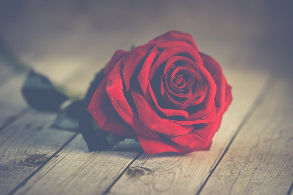 Valentine's Day EFL Lesson - red rose