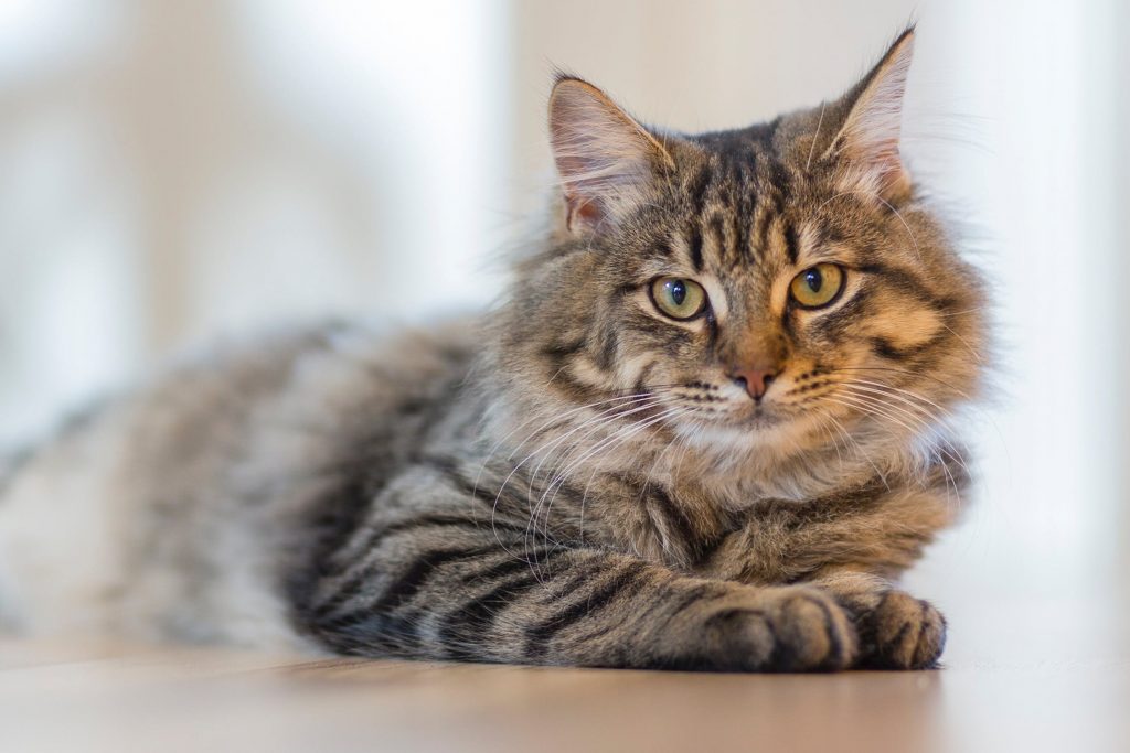 tabby cat relaxing