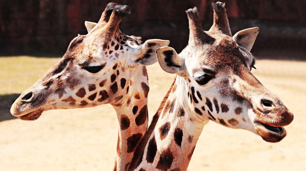 Stressed vowels in English - giraffes