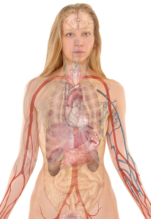 Human body vocabulary - medical