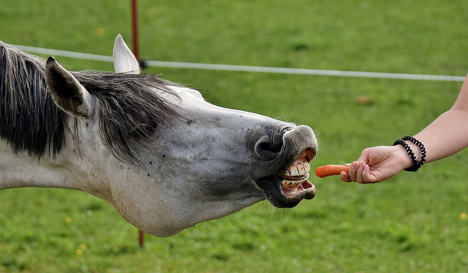 animal idioms - horse