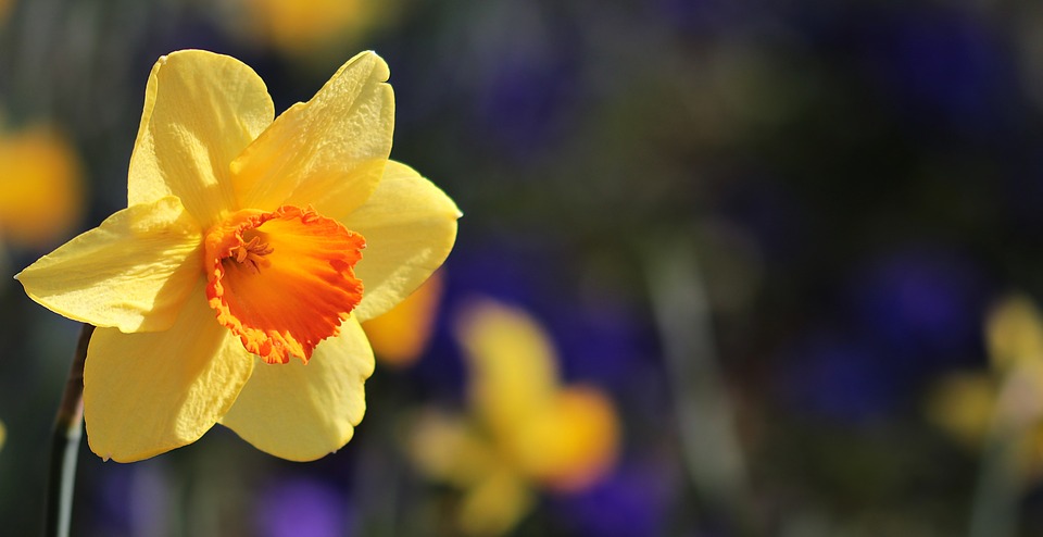 Narcissus - lucky flower for Chinese New Year