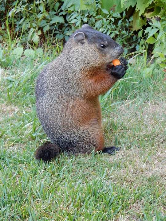 English Tongue Twisters- wood chuck ground hog