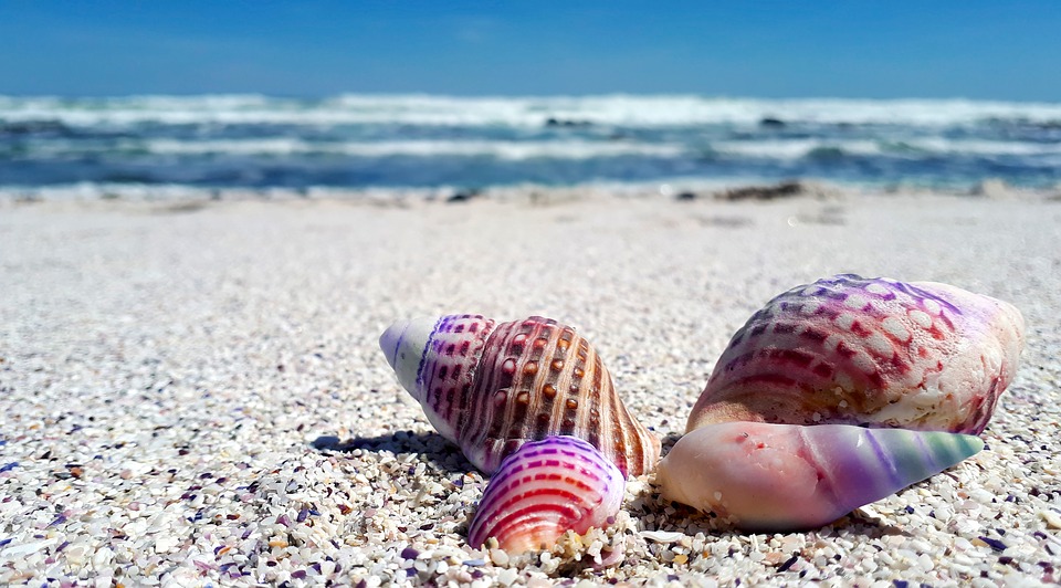 sea shells on the beach