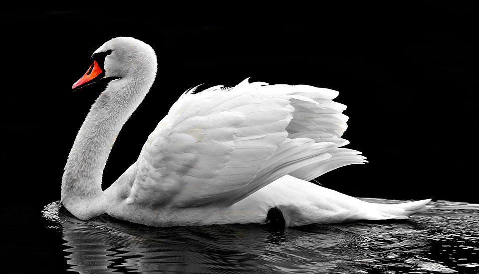 English Tongue Twisters - well swum swan