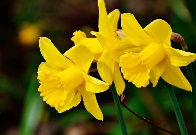 Daffodils - National Symbol of Wales