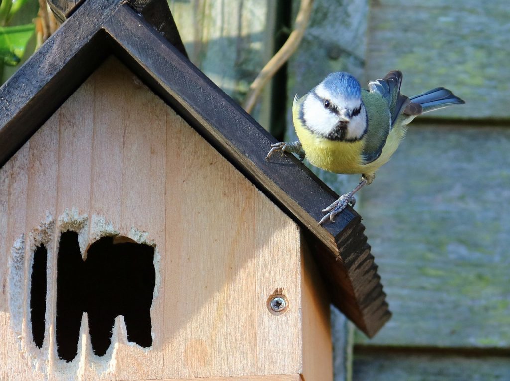 Blue tit - birds vocabulary