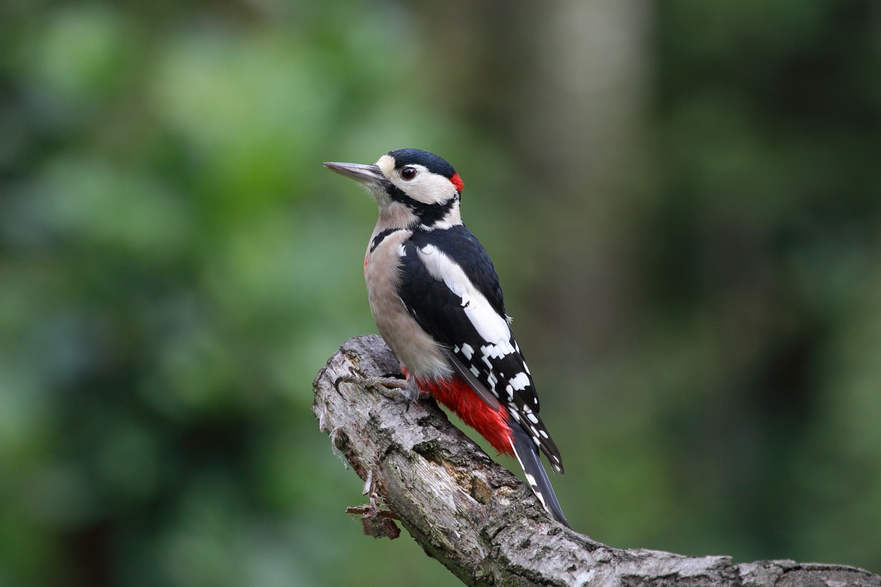 great spotted woodpecker - birds vocabulary