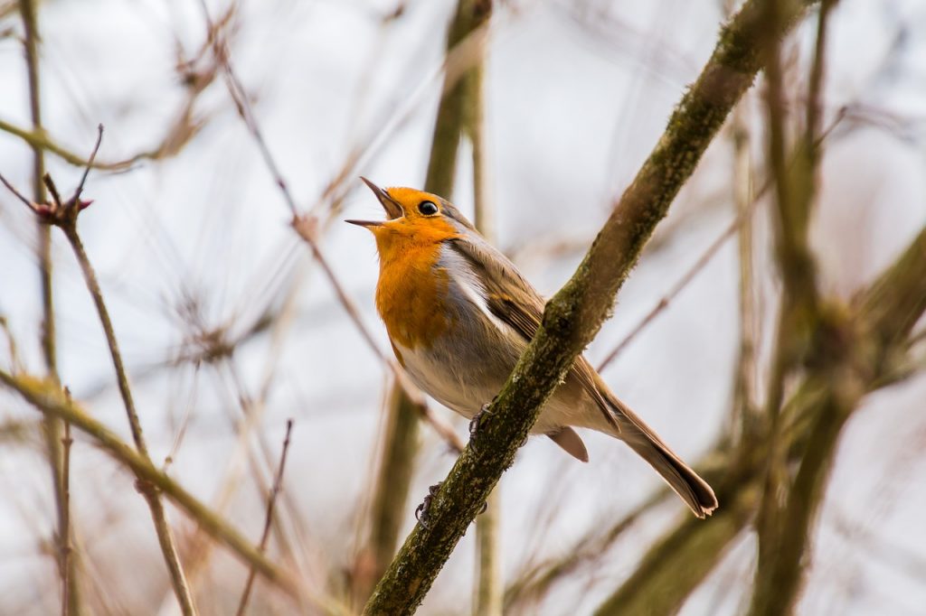  robin - birds vocabulary
