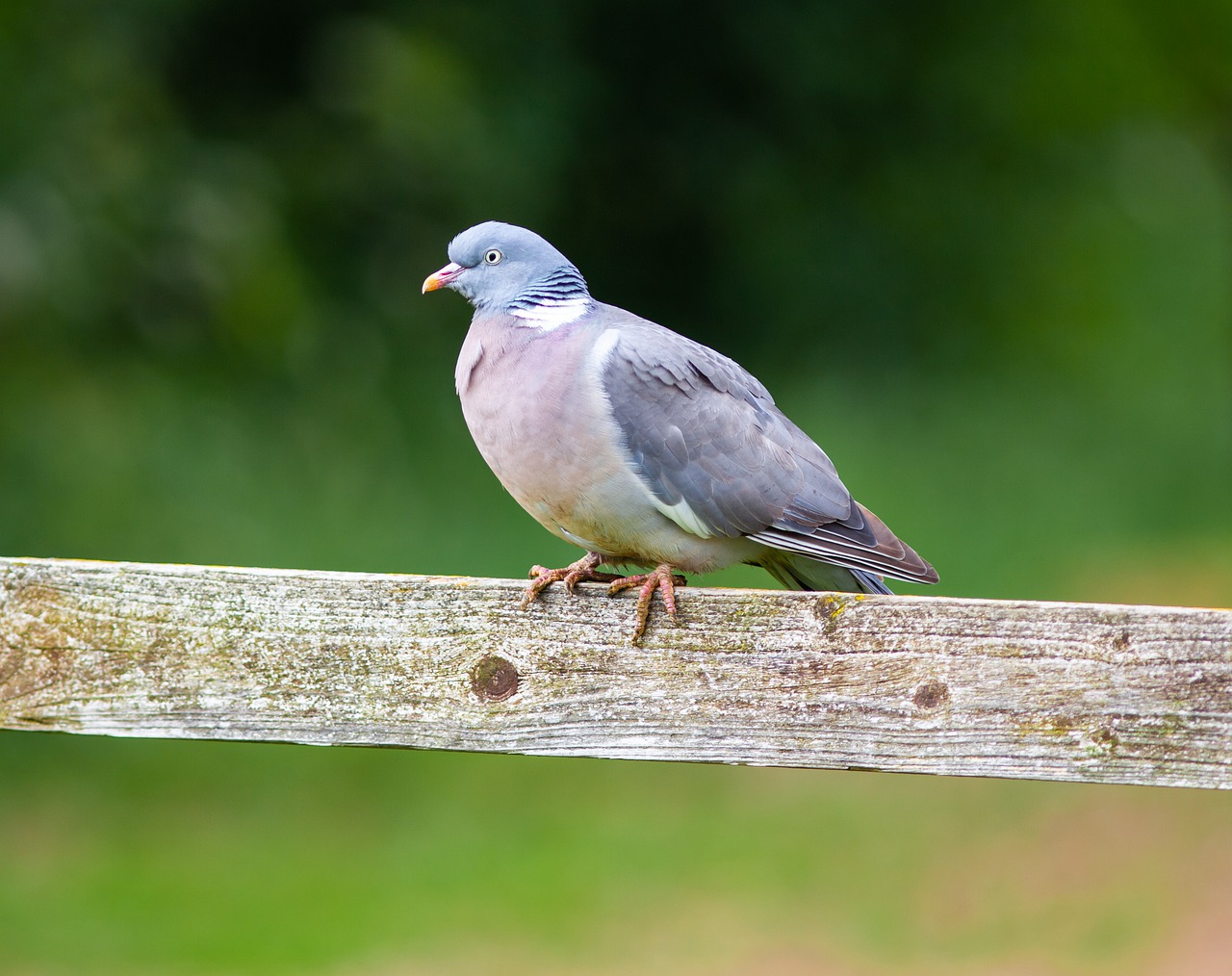 wood pigeon - birds vocabulary